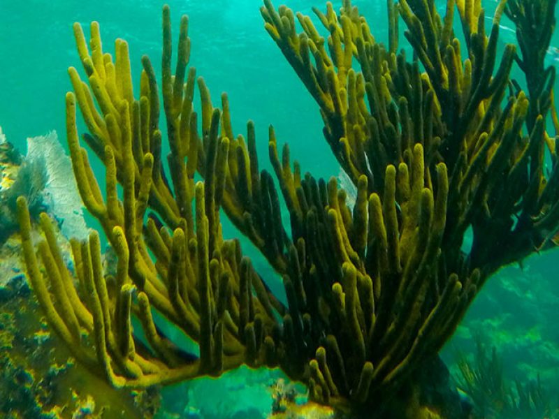 Reef Snorkel Tour