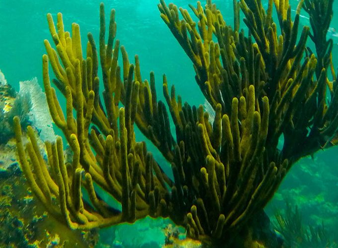 Tour Experiencia de Esnórquel en Puerto Costa Maya