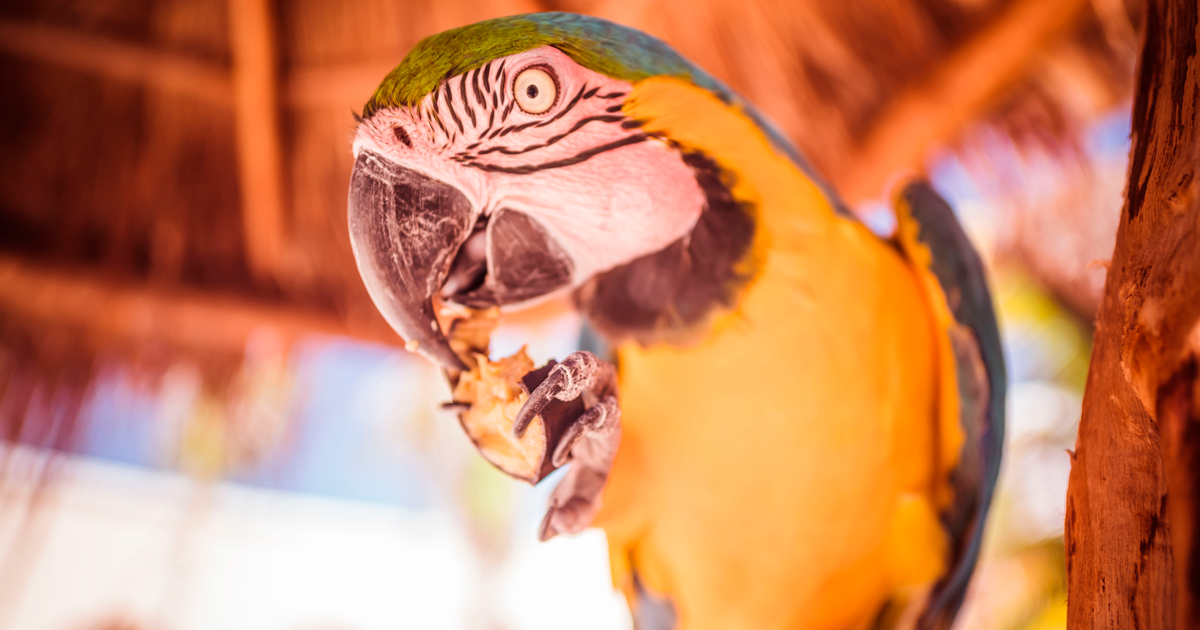 Costa Maya Port Pass Experience Tour Ticket To Fun